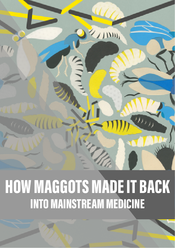 How maggots made it back into mainstream medicine
