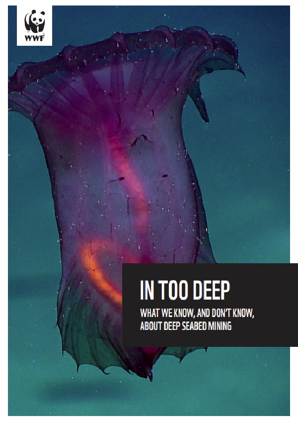 In Too Deep: What We Know and Don’t Know About Deep Seabed Mining