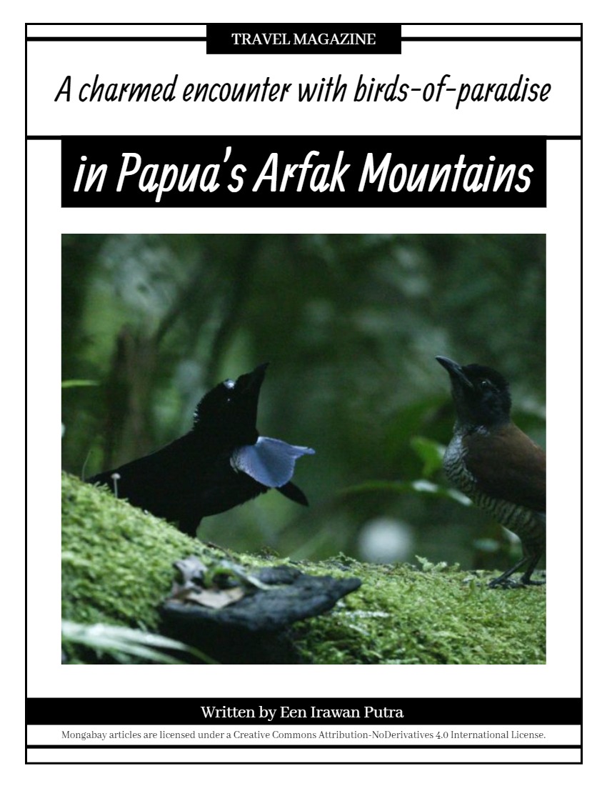 Travel: A charmed encounter with birds-of-paradise in Papua’s Arfak Mountains