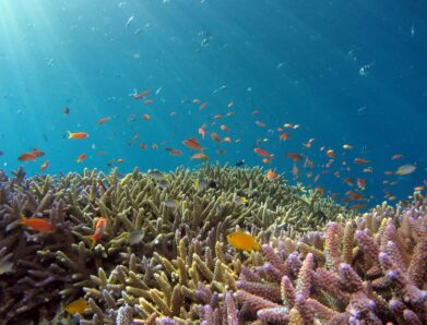 3 Tips Mudah untuk Melindungi Laut Kita