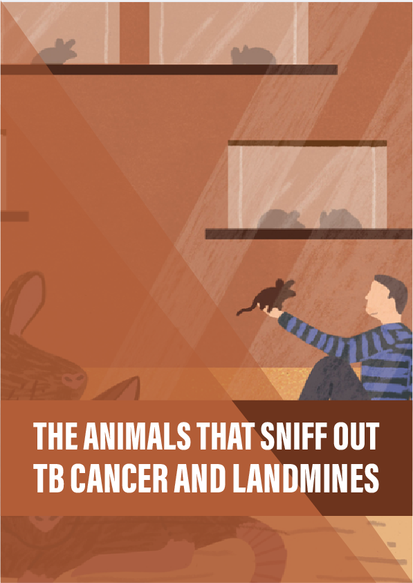 The animals that sniff out TB, cancer and landmines