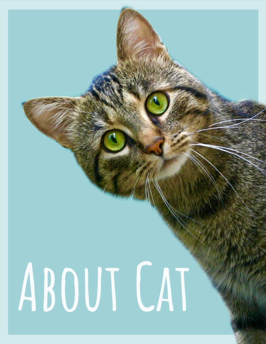 About Cat