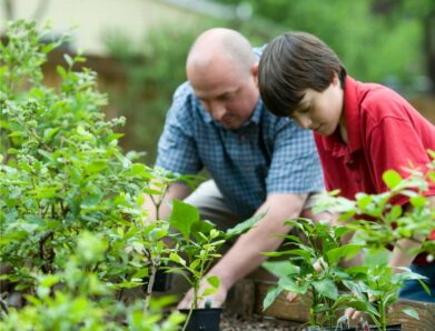 How To Start Your Home Gardening?