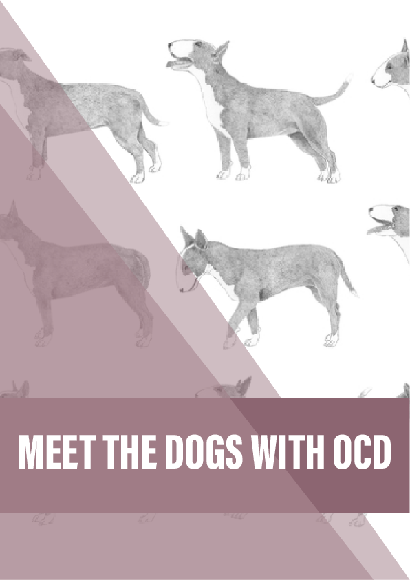 Meet the dogs with OCD