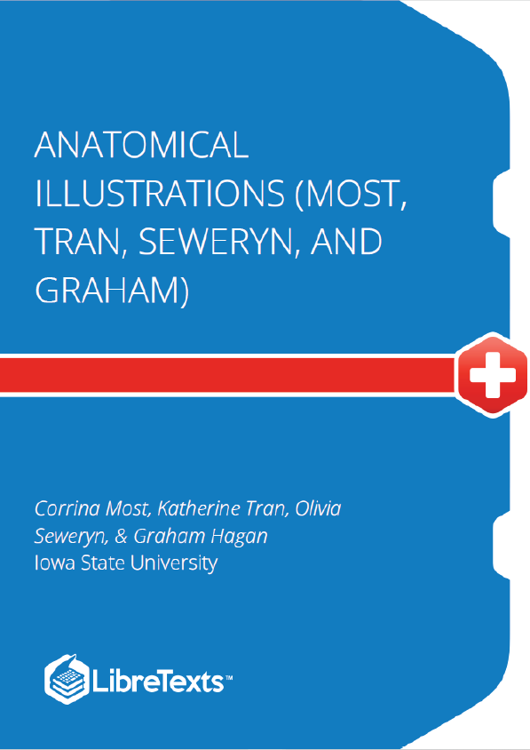 Anatomical Illustrations (Most, Tran, Seweryn, and Graham)