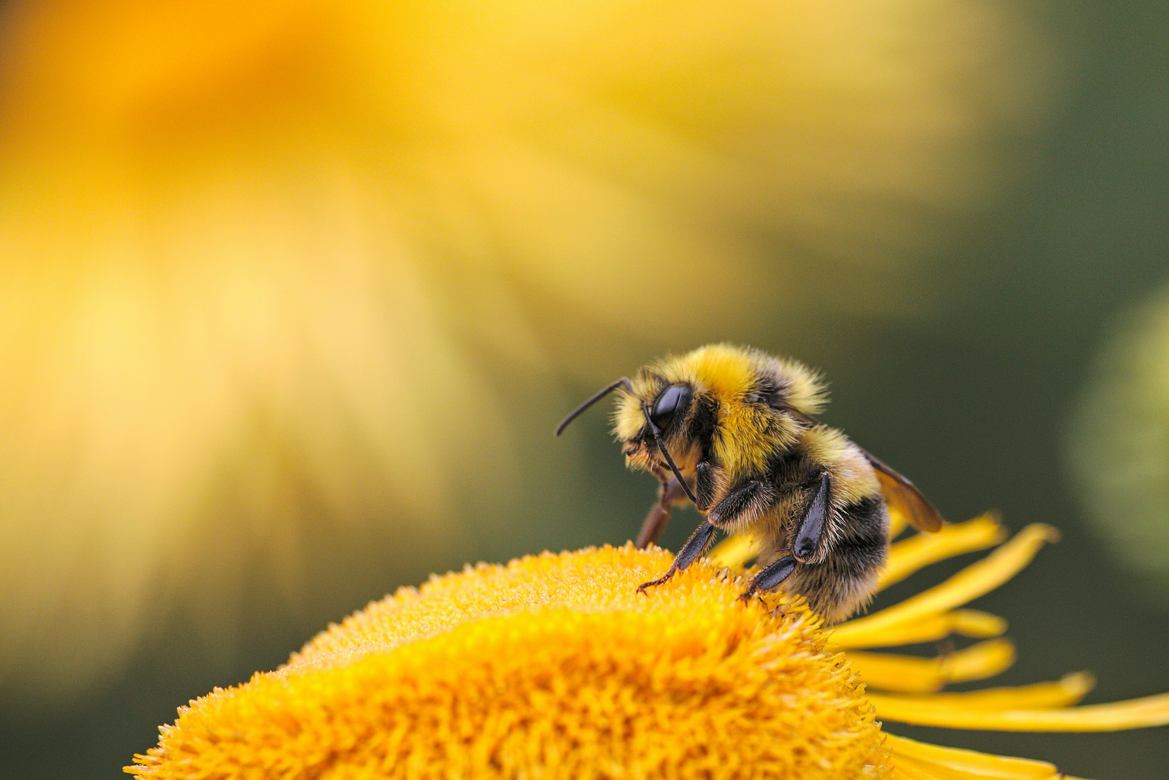 Why bees are vital to the environment?