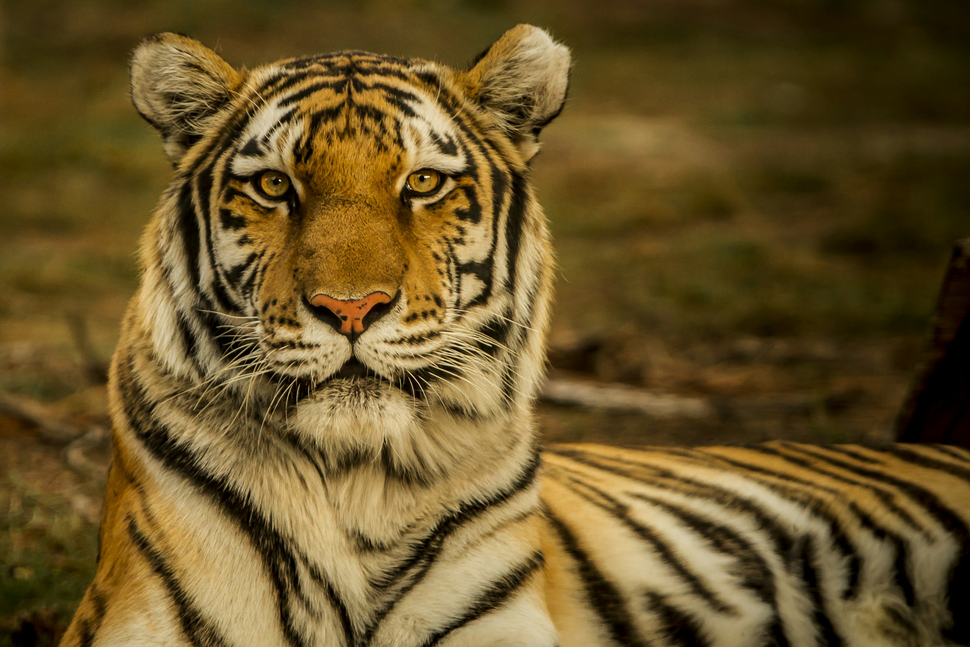 Why should we protect tiger species?
